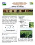 cover for forage brassicas fact sheet