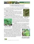 Cover of Leafhopper in Dry Bean Fact sheet